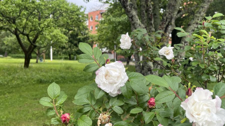 Rosor och äppelträd.
