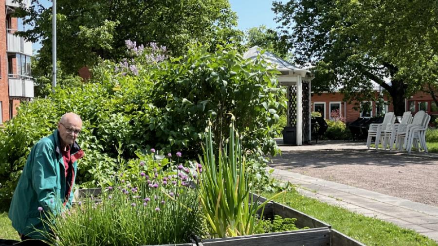 Odlingslådor och boulebana.