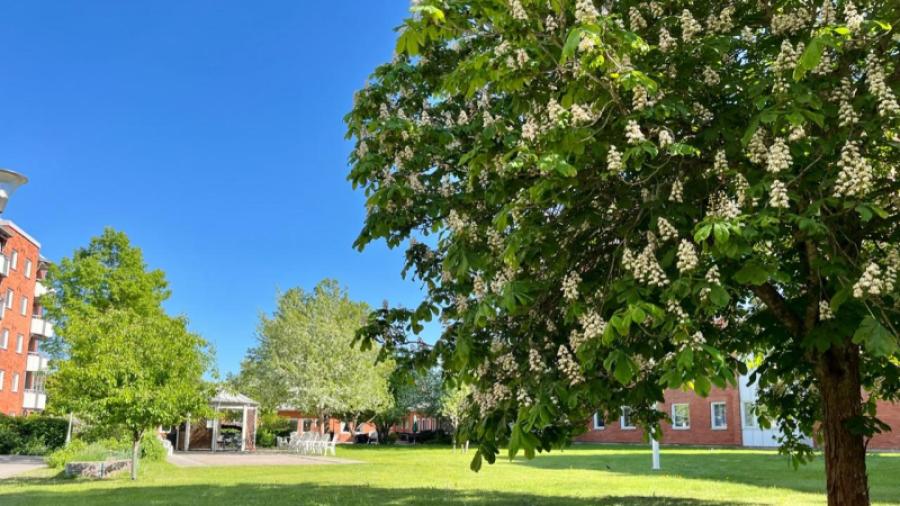 Stor trädgård med flera uteplatser.